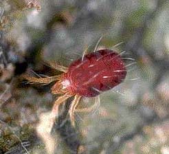 carmine-spider-mite