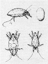 cyclamen-mite-steneotarsonemus-pallidus