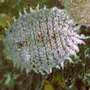 http://www.geocities.com/ourgardenpests/MealyBug.html