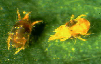 spider-mite-infected-(left)-and-uninfected-(right)-with-neozygites-floridana-fungus