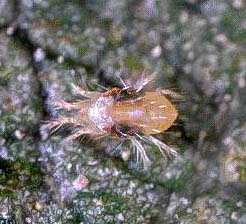 tetranychus-urticae