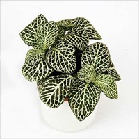 Fittonia verschaffeltii 'Bianco Verde'