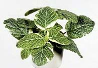 Fittonia verschaffeltii 'Daisy'