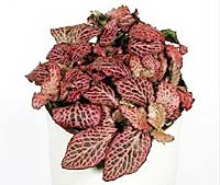 Fittonia verschaffeltii 'Janita'