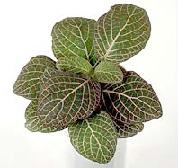 Fittonia verschaffeltii