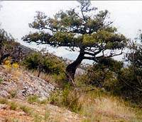 Juniperus excelsa