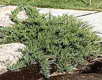 Juniperus squamata