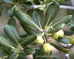 Pittosporum tobira