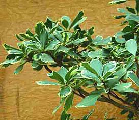 Pittosporum tobira