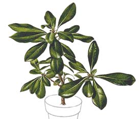 Pittosporum tobira