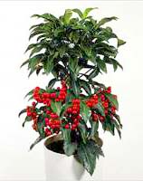   http://flowers.foka.ru/Katalog/ardisia.shtml