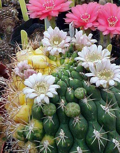 Gymnocalycium Pfeiff