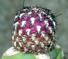 Sulcorebutia mariana