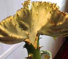 Euphorbia lactea