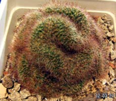 Mammillaria cristata