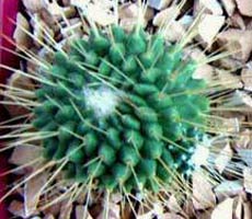 Mammillaria unopico