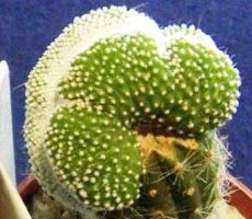 Notocactus scopa