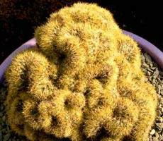 Mammillaria prolifera