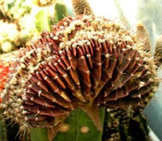 Gymnocalycium sp.