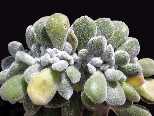 Echeveria-pulvinata-cristata.jpg