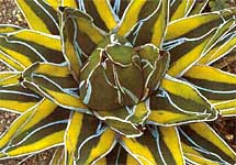 Agave victoriae reginae f. variegata