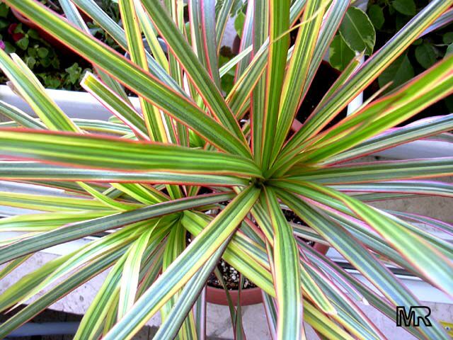 Red Margined Dracaena