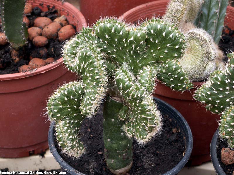 Austrocylinropuntia subulata f.cristata.