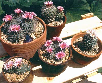 Turbinicarpus Beguinii Senilis exotic cactus rare succulent gymnocactus 10 SEEDS 