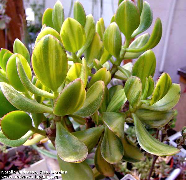 Cultivar Printed Edition