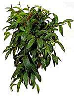 Комнатное Растение Пятнистые Листья Фото