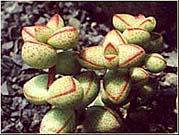 Crassula brevifolia