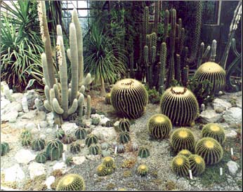 Echinocactus gruzonii & Marginatocereus marginatus