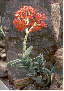 Rochea falcata