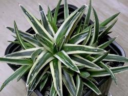 Agave cv White Rhino (var white)