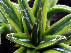 Agave victoriae-reginae (var yellow)