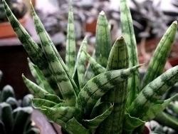 Sansevieria 'Boncel'