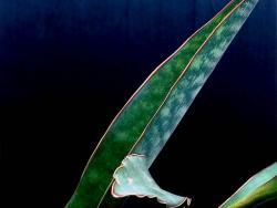 Sansevieria kirkii 'Friends'