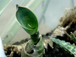 Sansevieria kirkii 'Friends'