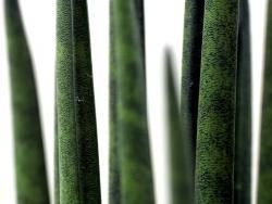 Sansevieria 'Mikado'