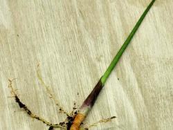 Sansevieria 'Mikado'