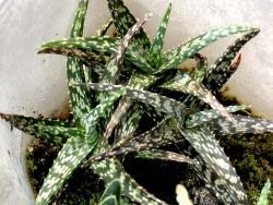 Aloe rauhii