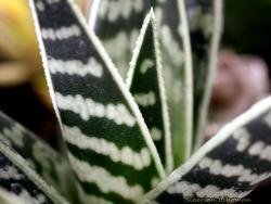 Aloe variegata