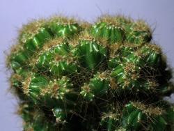 Cereus peruveanus (monstrosa)