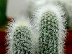 Cleistocactus straussii