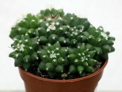 Mammillaria cv Toluca