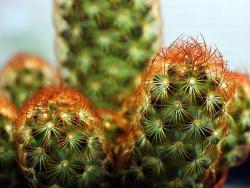 Mammillaria elongata (red)