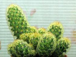 Mammillaria elongata (yellow)