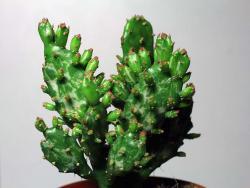 Opuntia monacantha (variegated)