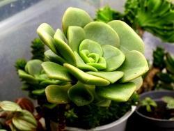 Aeonium cv LilyPad