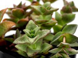 Crassula alba X